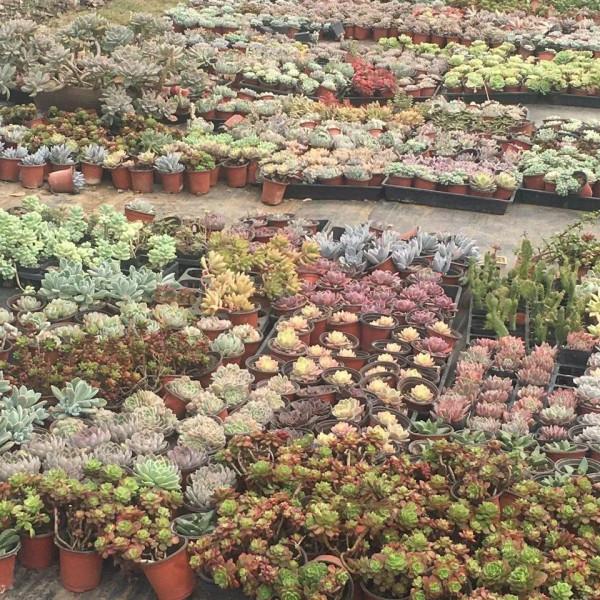 農村院落的別空著，來做這幾個專案吧，收益很不錯