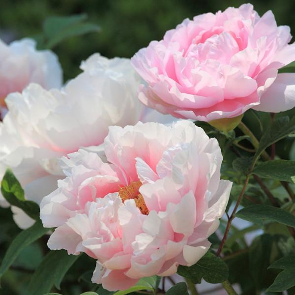 “27種”耐寒的花，好養不怕冷，低溫也能開花