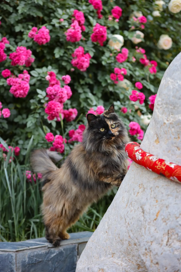 我像風一樣自由 我像風一樣自由