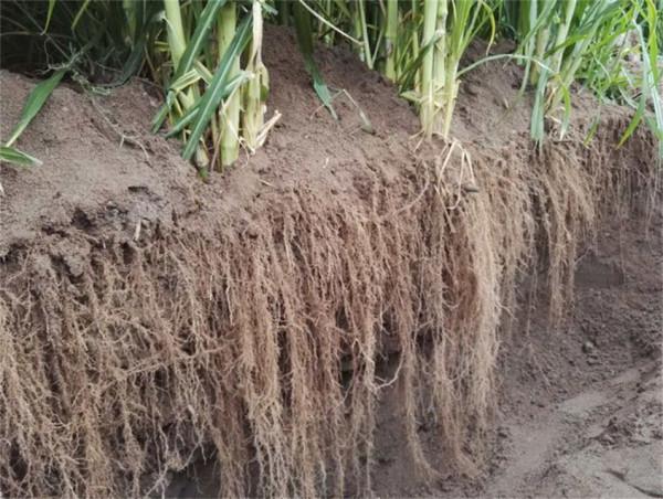 畝產30噸，種一次能收割15年！種植巨菌草真的可以賺錢嗎？