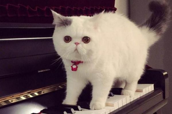 養了這些“不省心”的貓，休想過得舒坦，主人太難了