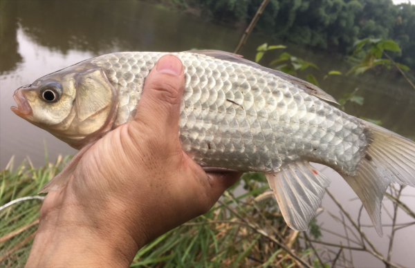野釣渾濁的河水總是沒魚口,試試這幾招,輕鬆釣上十幾條魚 野釣渾濁的河水總是沒魚口,試試這幾招,輕鬆釣上十幾條魚