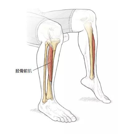 預防膝蓋損傷訓練動作,不僅加強平衡力,而且還可增強肌肉力 預防膝蓋損傷訓練動作,不僅加強平衡力,而且還可增強肌肉力