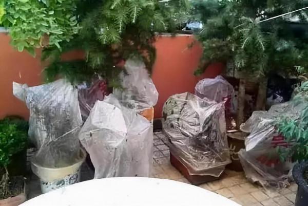 “塑膠袋”扔了太浪費，給花套個“塑膠袋”，葉子油亮花猛開