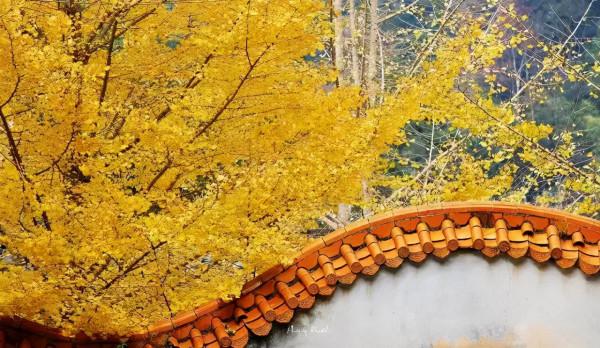 每到秋天,廣東的一些地方就變成了夢幻的童話 每到秋天,廣東的一些地方就變成了夢幻的童話