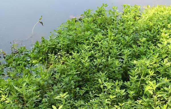 日軍遺留的“水花生”，竟讓中國漁民損失5000萬！該如何清除乾淨