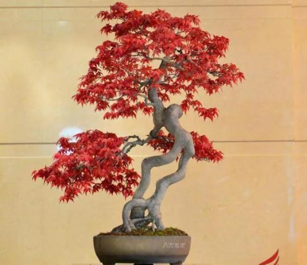 美麗醉人的楓紅盆景
