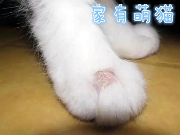 養貓日常，貓咪健康，喵星人常見的三大面板病