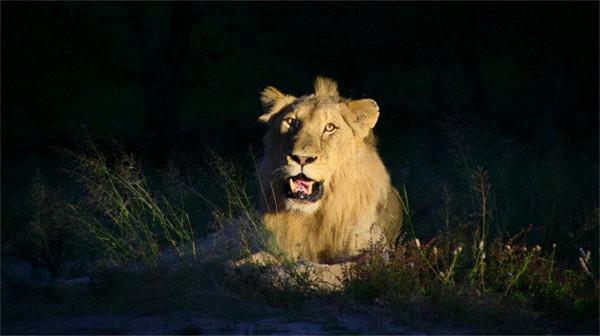 非洲幼獅冥河姐弟，相依為命四處流浪，失去姐姐後變成嗜血魔鬼