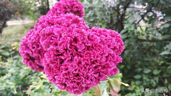 寶寶去幼兒園總生病怎麼辦？