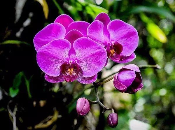 這些花草難過冬，現在就要注意了