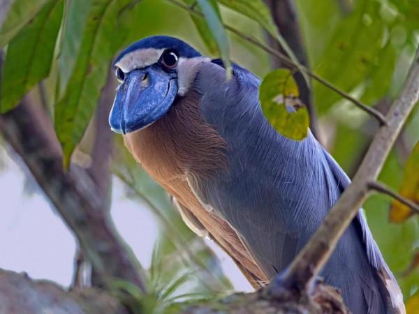 鯨頭鸛不同父異母的親兄弟