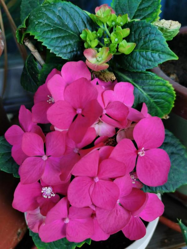 十年養花經歷，分享一下怎麼給花澆水