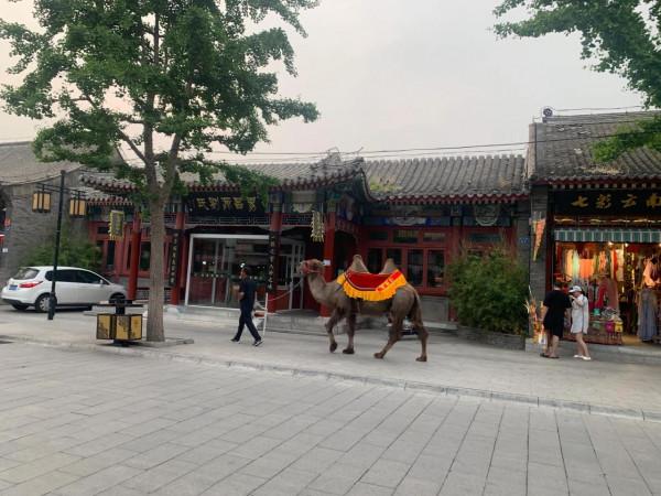 雞鳴早起，趕海拾貝的日子-東戴河（四）