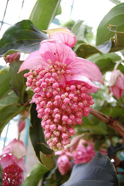 32種罕見的鮮花欣賞