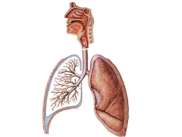 地球上的森林面積增加1倍後會發生什麼？人類將難以承受後果