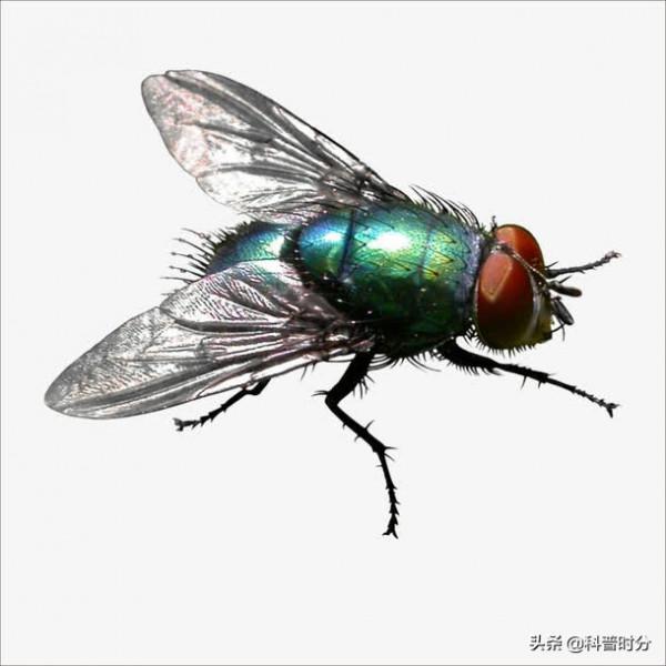 不同動物眼中的世界，看完你還相信我們看到的世界才是真實的嗎？