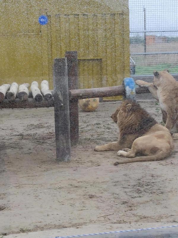 一山不能容二虎，必須兩公兩母