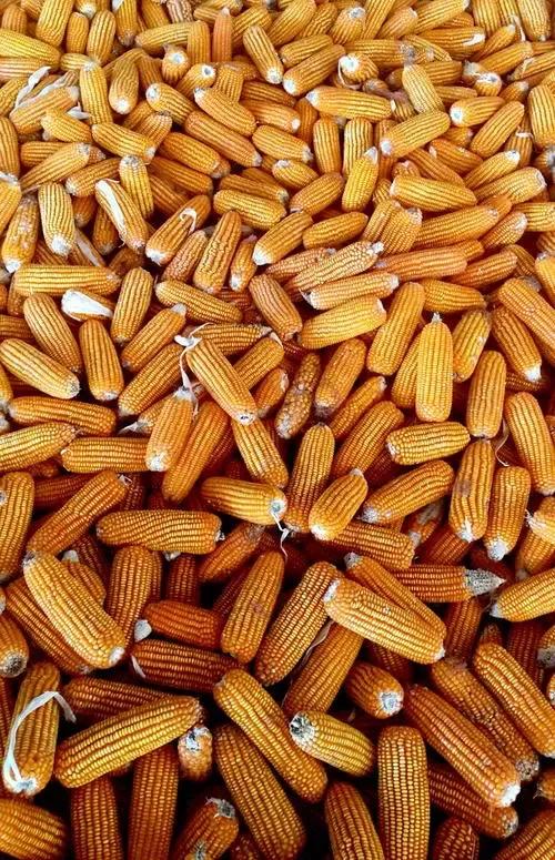 全國玉米價格最新行情