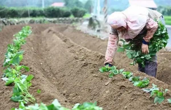 種植紅薯開始流行“倒插苗”,啥叫“倒插苗”?這樣做有什麼好處 種植紅薯開始流行“倒插苗”,啥叫“倒插苗”?這樣做有什麼好處