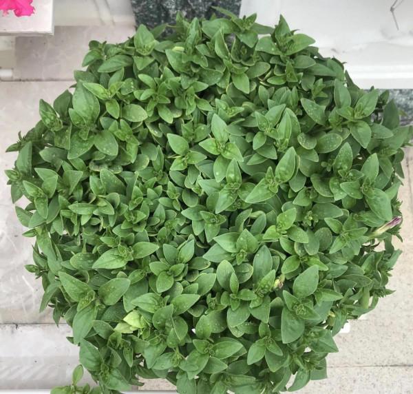 矮牽牛花，要想開花爆盆，就要大剪大修，有舍才有得