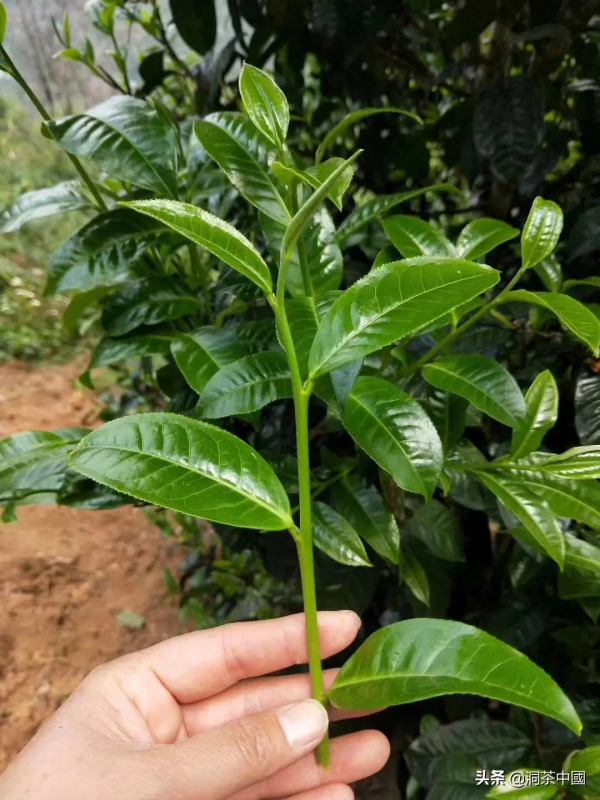 磨烈普洱是怎樣的？