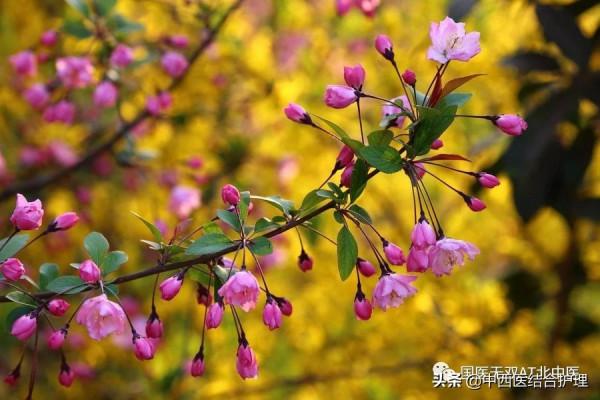 「養生有道」春季一杯代茶飲 幫您疏肝宣肺調通五臟