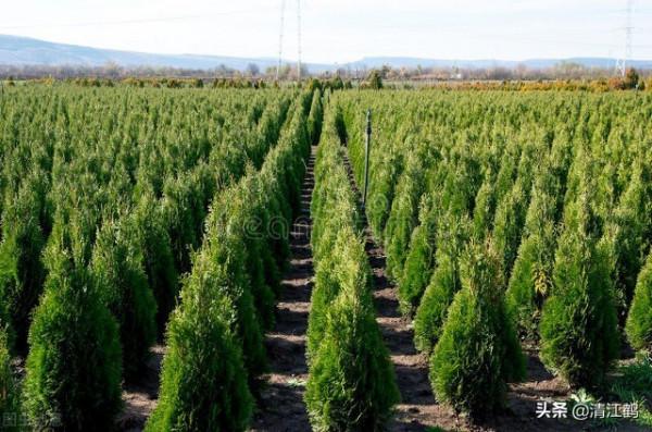 植樹也有";竅門";:單一樹種人工種植弊端多,混植";三木";速生效益好 植樹也有";竅門";:單一樹種人工種植弊端多,混植";三木";速生效益好