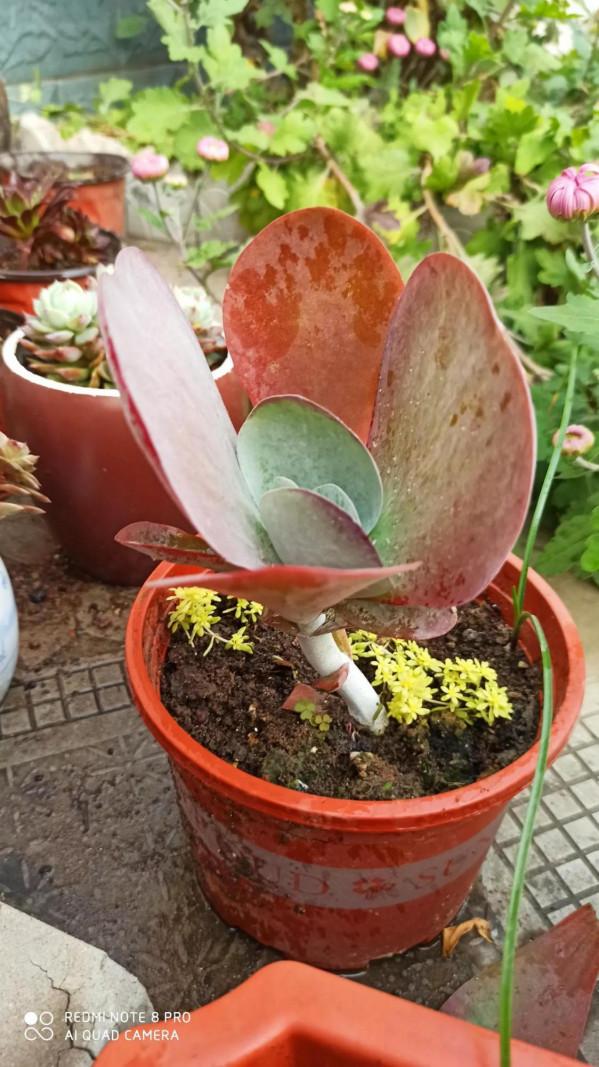 度過夏天的多肉，都是堅強的肉肉