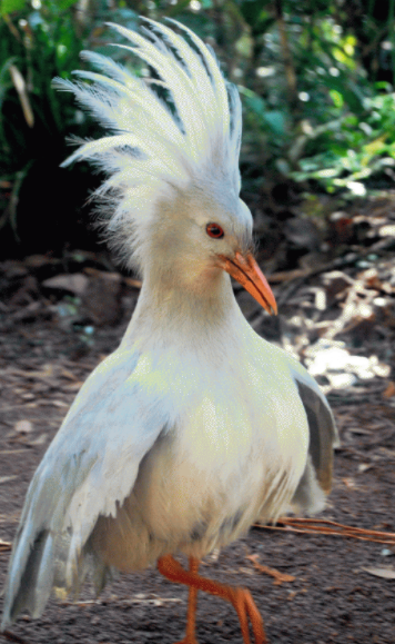兩種美麗而特殊的鳥類：鷺鶴和蘇門答臘地鵑，是&OpenCurlyDoubleQuote;特化&rdquo;的受害者