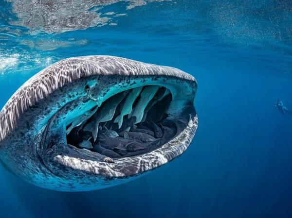 海洋中真正的小惡霸 海洋中真正的小惡霸