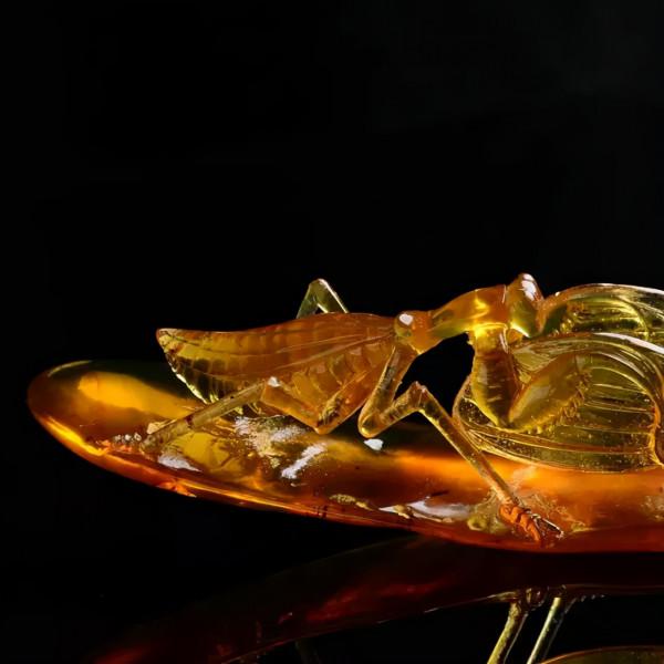 千年琥珀，驚豔了時光