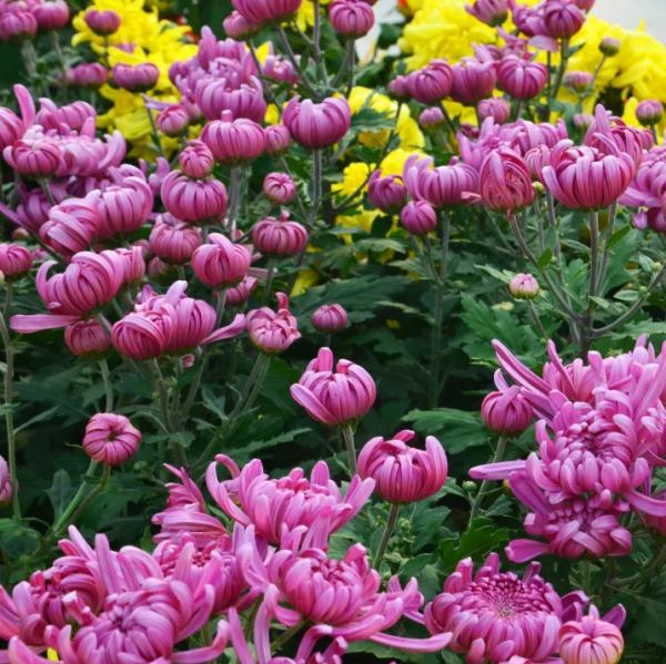 開封景區動態丨萬歲山·大宋武俠城面向全國免費開放一個月 開封景區動態丨萬歲山·大宋武俠城面向全國免費開放一個月