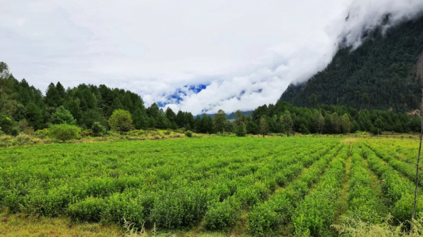 好傢伙，這條鮮為人知的路集合了所有藏地美景