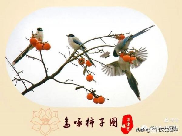 華州李坡一景：鳥啄柿子