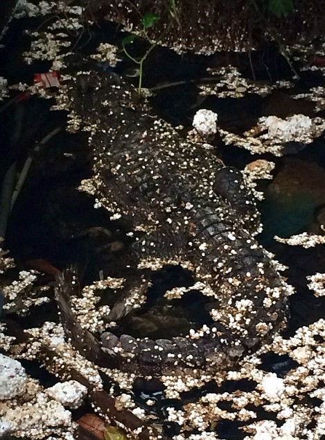 這個廢棄的水上樂園遺蹟，為什麼比開放時更吸引遊客