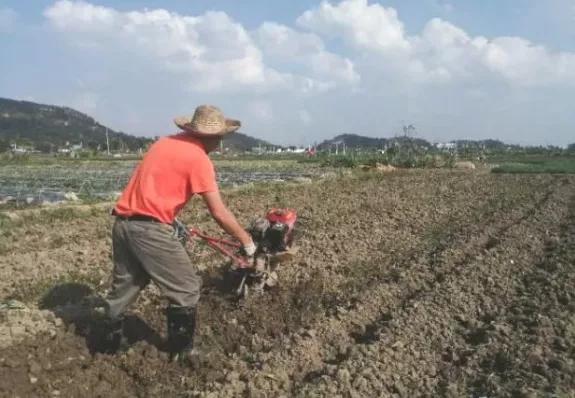 芋頭播種深度多少為好？看品種