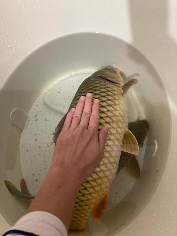 野釣➕夜釣 野釣➕夜釣