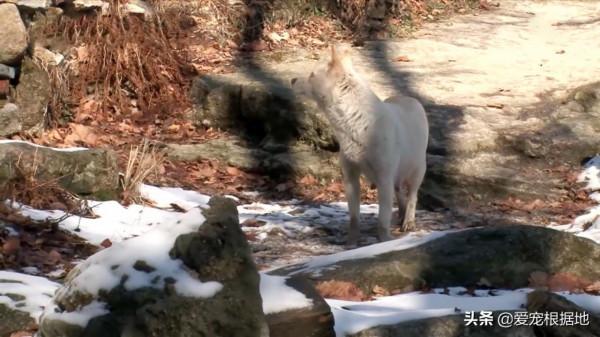 深山裡的狗媽媽，靠施捨艱難度日，為了生存它把小狗送給好心人