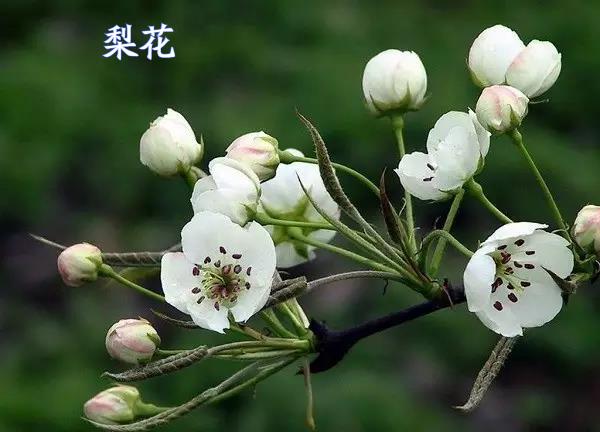 春暖花開賞花時，教你辨識這幾種相似的花，別再被朋友說不懂花了