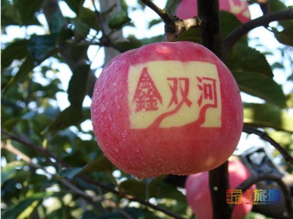 脆！甜！採摘蘋果，這幾種京城名品不能錯過