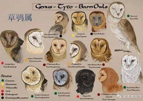 說文解字:甲骨文裡的貓頭鷹 說文解字:甲骨文裡的貓頭鷹