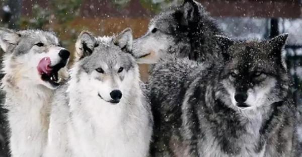 老人扔雞腿進狼窩，半年後，狼群感恩，為老人看守果園