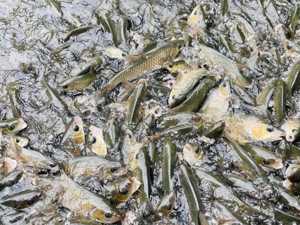 來寶角牛洞探險最精彩的部分是觀魚，大家知道洞穴魚如何分類嗎？
