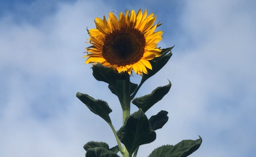 手掌大的飛蛾、比汽車高的鹿，這些東西比你想象的要大很多