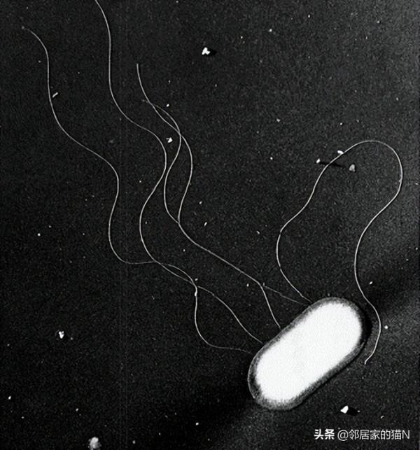 為什麼全球都在效仿日本的校餐模式？