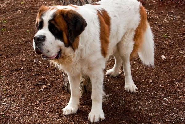 狗狗脫毛排行榜：脫毛多的4種狗和脫毛少的4種狗