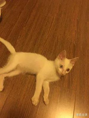 眉眼如初續 我後悔是一隻貓了 眉眼如初續 我後悔是一隻貓了