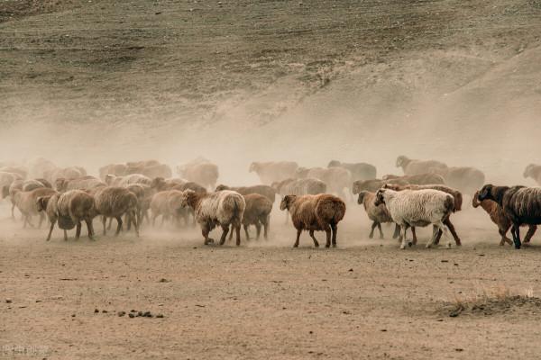 一個人養羊300只，一年能掙多少錢？真相與理想永遠有差距