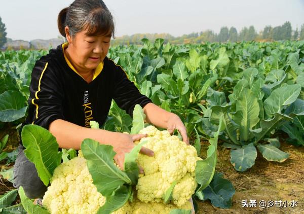蔬菜招蟲只知道噴農藥？這4種農家老辦法，效果比藥強